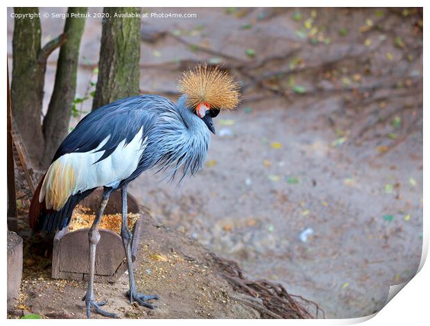 View and profile view of a gray crowned crane Print by Sergii Petruk