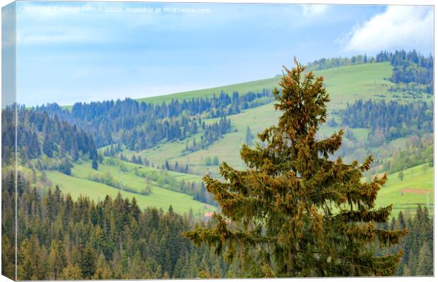 The top of a pine tree is dotted with young cones. Carpathians. Mountain landscape, coniferous forests. Canvas Print by Sergii Petruk