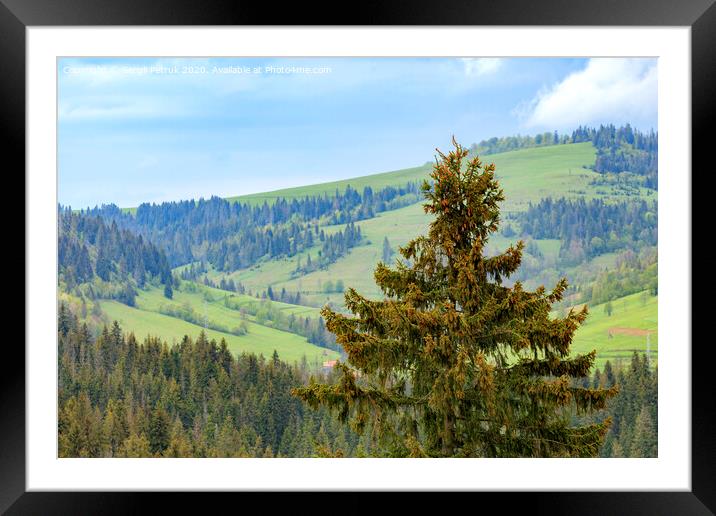 The top of a pine tree is dotted with young cones. Carpathians. Mountain landscape, coniferous forests. Framed Mounted Print by Sergii Petruk