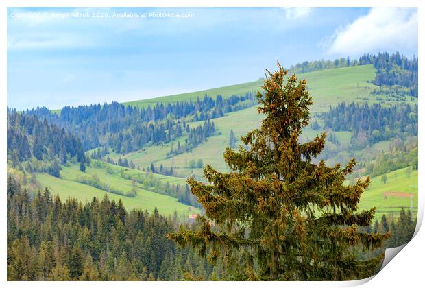 The top of a pine tree is dotted with young cones. Carpathians. Mountain landscape, coniferous forests. Print by Sergii Petruk