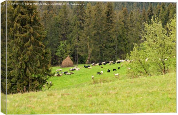 A flock of sheep grazing on a hill of mountain green meadows on a bright spring morning near a haystack. Canvas Print by Sergii Petruk