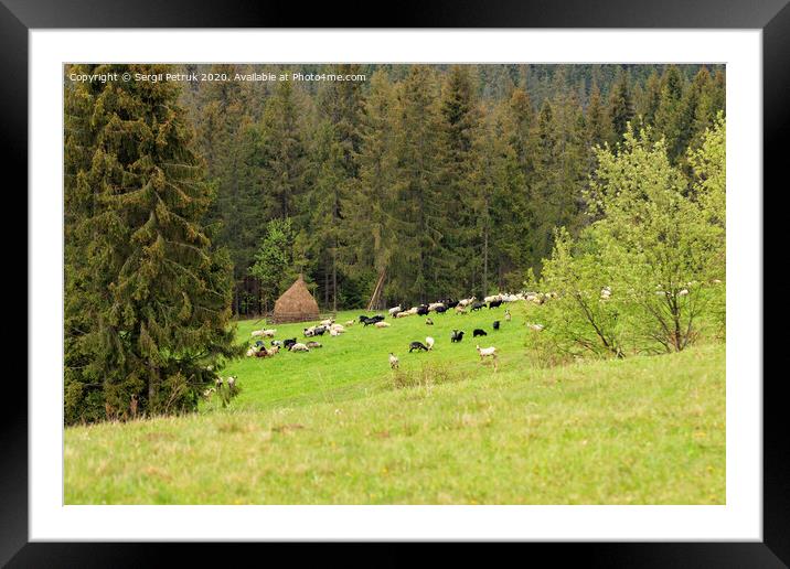 A flock of sheep grazing on a hill of mountain green meadows on a bright spring morning near a haystack. Framed Mounted Print by Sergii Petruk