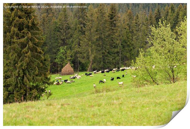 A flock of sheep grazing on a hill of mountain green meadows on a bright spring morning near a haystack. Print by Sergii Petruk