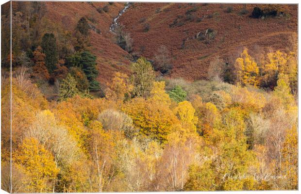 Autumn Colours Lake District Canvas Print by CHRIS BARNARD