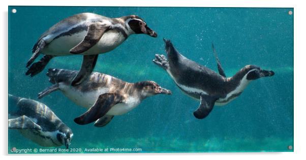 Humboldt Penguins at Chester Zoo Acrylic by Bernard Rose Photography