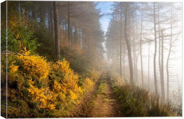Forest track in autumn Canvas Print by Andrew Kearton