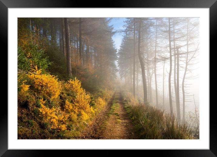 Forest track in autumn Framed Mounted Print by Andrew Kearton