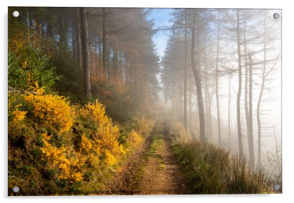 Forest track in autumn Acrylic by Andrew Kearton