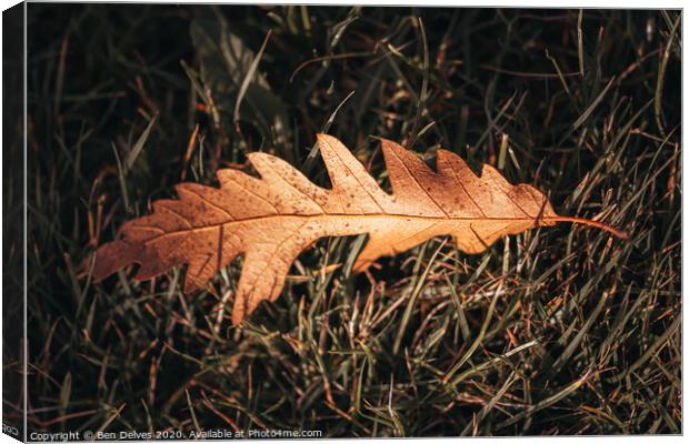 Leaf on the grass Canvas Print by Ben Delves