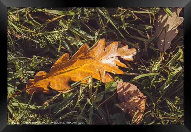 fallen leaves Framed Print by Ben Delves