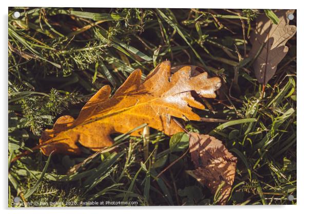 fallen leaves Acrylic by Ben Delves