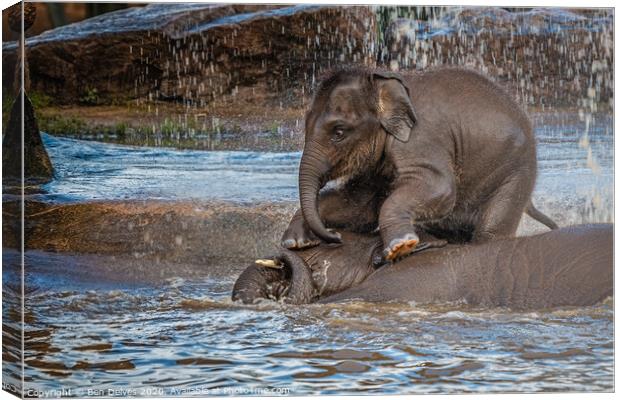 Elephant playing in the water Canvas Print by Ben Delves