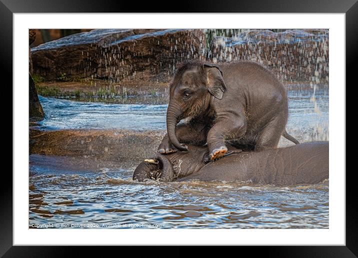Elephant playing in the water Framed Mounted Print by Ben Delves