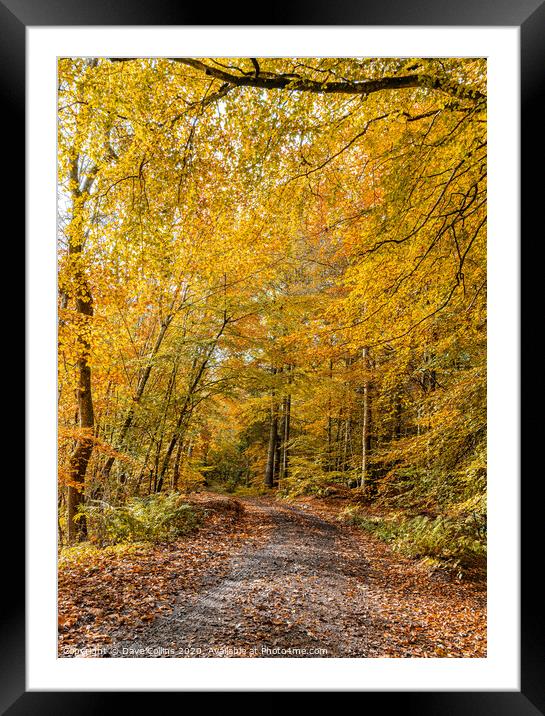 Woodland Muddy Footpath in Autumn Framed Mounted Print by Dave Collins