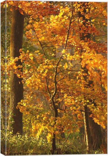 Beech  tree sun, wind and autumnal  Canvas Print by Simon Johnson