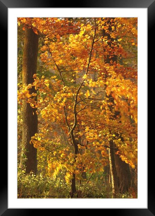 Beech  tree sun, wind and autumnal  Framed Mounted Print by Simon Johnson