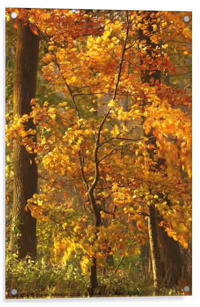 Beech  tree sun, wind and autumnal  Acrylic by Simon Johnson