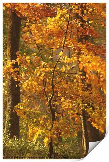 Beech  tree sun, wind and autumnal  Print by Simon Johnson