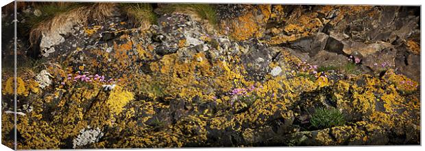 SEA CLIFF AND LICHEN Canvas Print by Anthony R Dudley (LRPS)