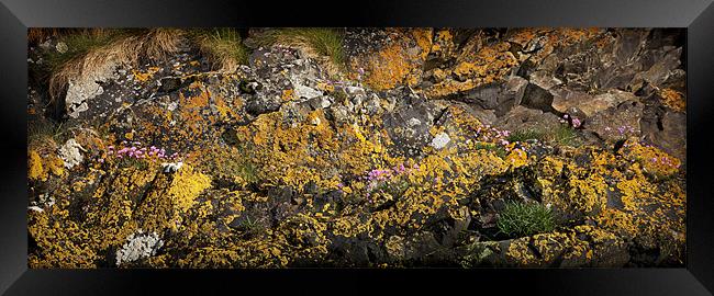 SEA CLIFF AND LICHEN Framed Print by Anthony R Dudley (LRPS)