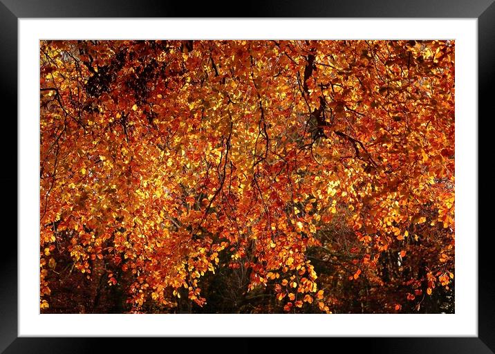 Autumn Goldolds Framed Mounted Print by Simon Johnson