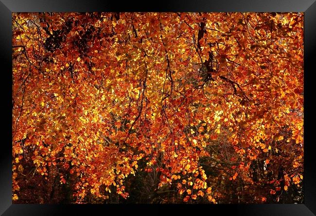 Autumn Goldolds Framed Print by Simon Johnson