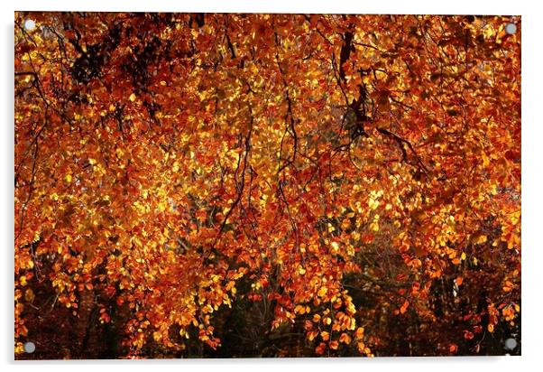 Autumn Goldolds Acrylic by Simon Johnson
