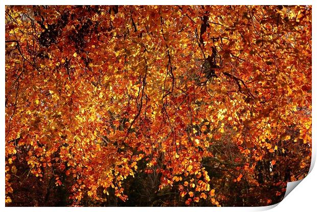 Autumn Goldolds Print by Simon Johnson