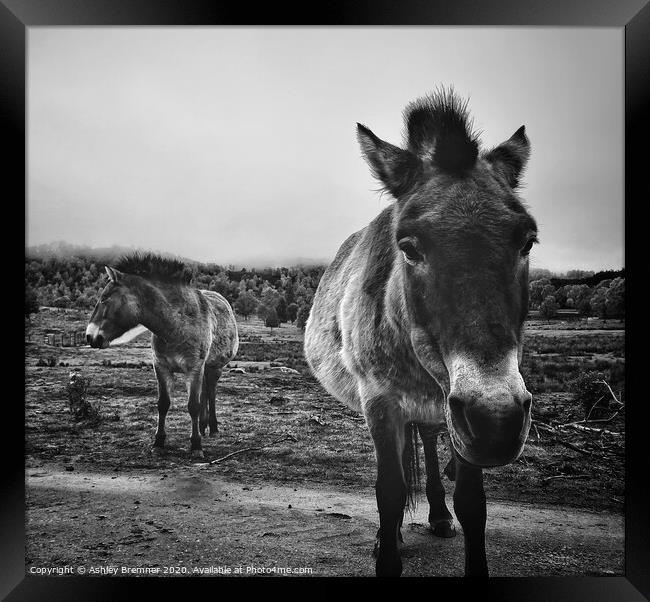 Horsing Around Framed Print by Ashley Bremner