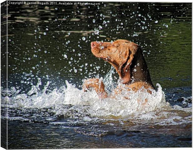 Doggy Paddle Canvas Print by James Hogarth