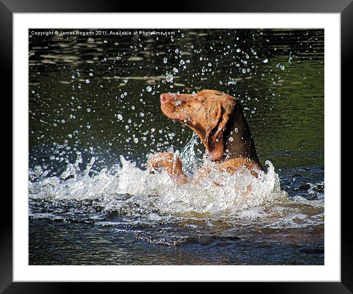 Doggy Paddle Framed Mounted Print by James Hogarth