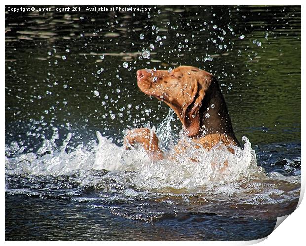 Doggy Paddle Print by James Hogarth