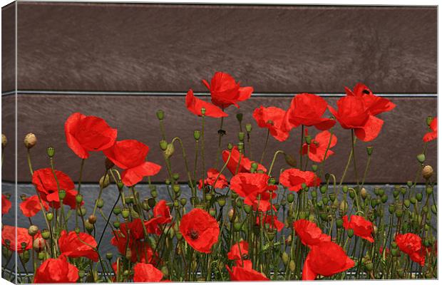Red Poppies By The Roadside Canvas Print by Simon Gladwin
