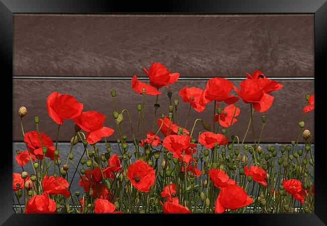 Red Poppies By The Roadside Framed Print by Simon Gladwin