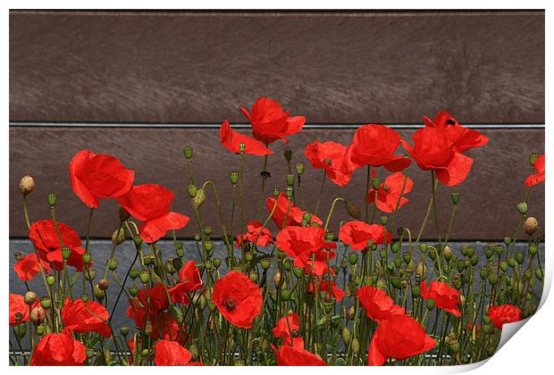 Red Poppies By The Roadside Print by Simon Gladwin