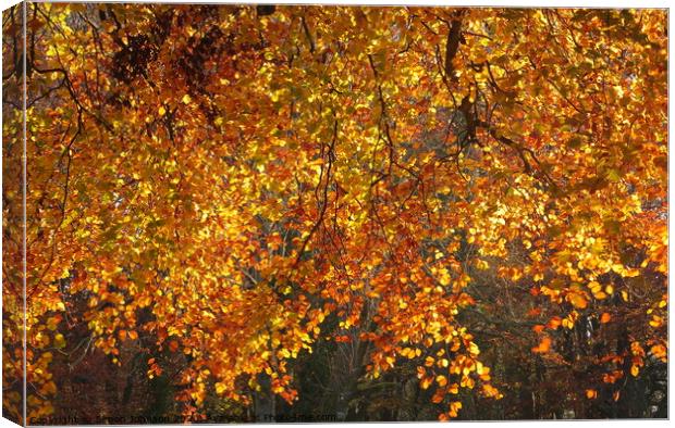 Sunlit Autumn Beech leaves Canvas Print by Simon Johnson