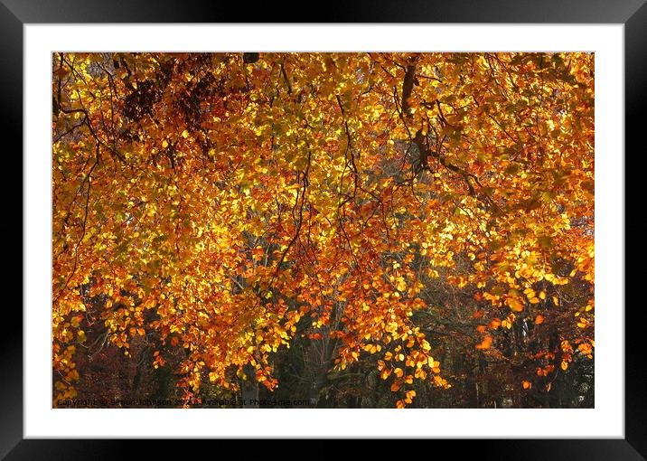 Sunlit Autumn Beech leaves Framed Mounted Print by Simon Johnson