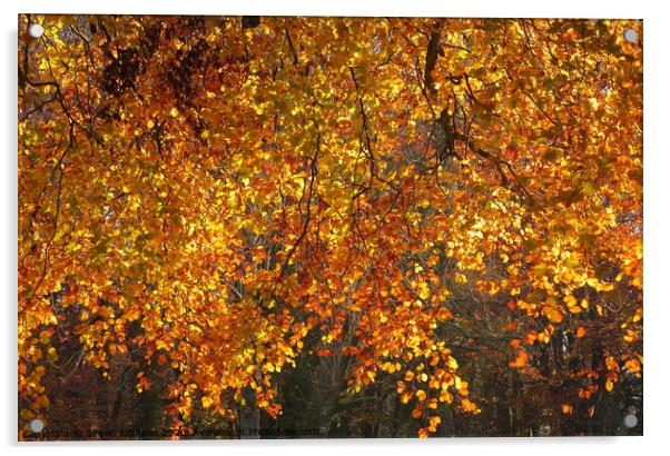 Sunlit Autumn Beech leaves Acrylic by Simon Johnson