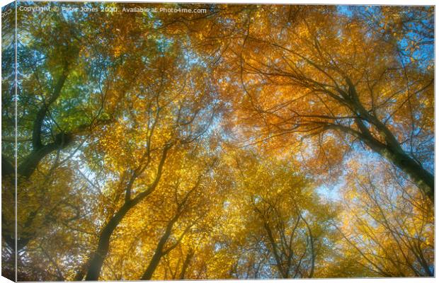 Autumn canopy Canvas Print by Peter Jones