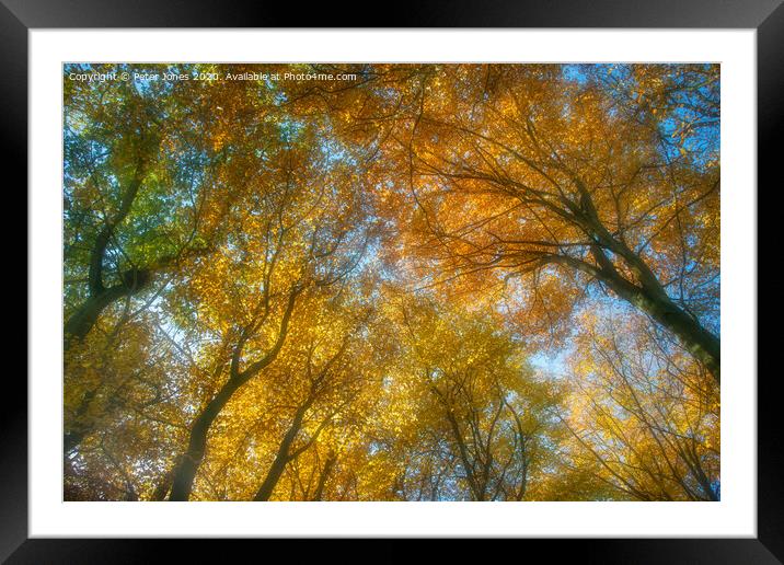 Autumn canopy Framed Mounted Print by Peter Jones