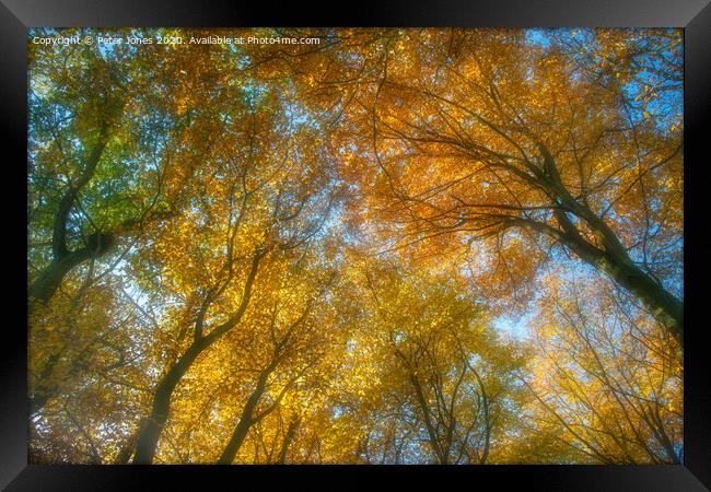 Autumn canopy Framed Print by Peter Jones