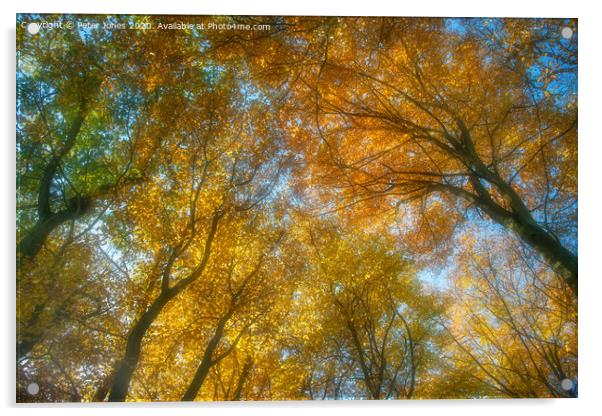 Autumn canopy Acrylic by Peter Jones