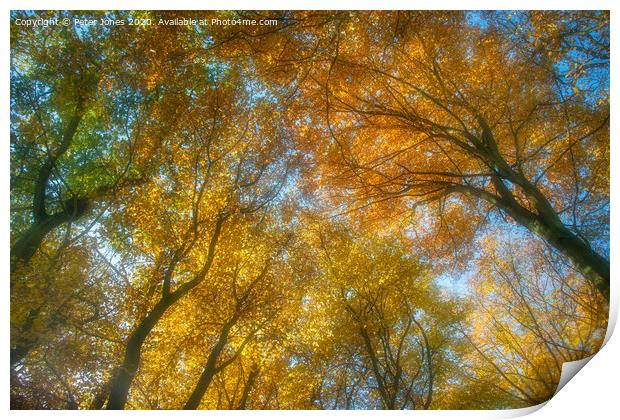 Autumn canopy Print by Peter Jones