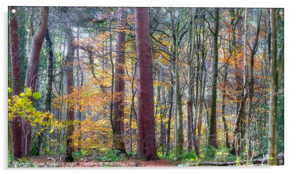 Autumn on The Edge 2 Acrylic by Ian Haworth