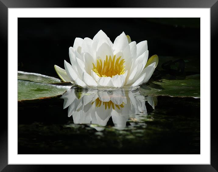 Reflection Framed Mounted Print by susan potter