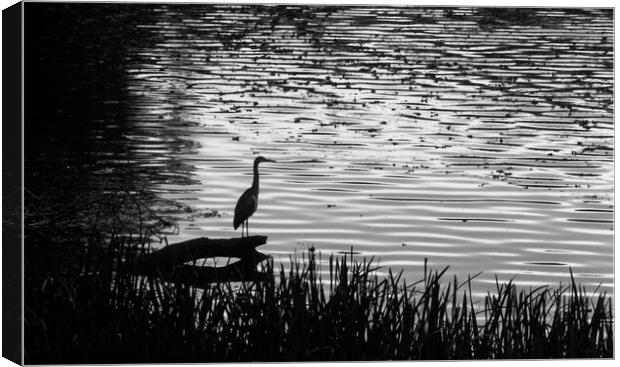 Early Heron Catches the Fish Canvas Print by Paddy Art