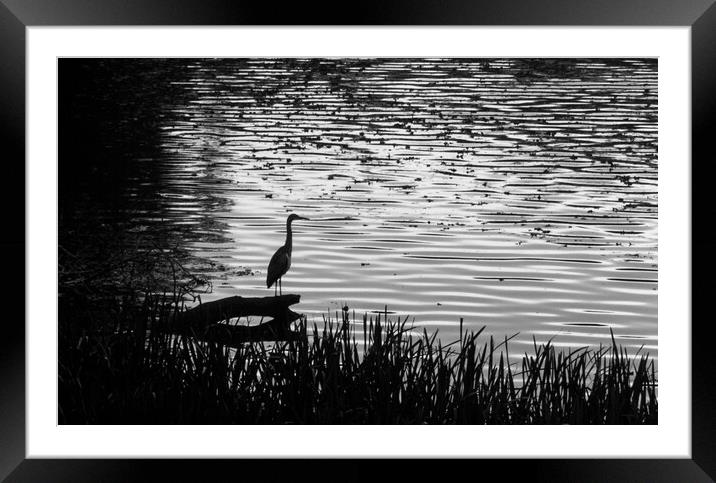 Early Heron Catches the Fish Framed Mounted Print by Paddy Art
