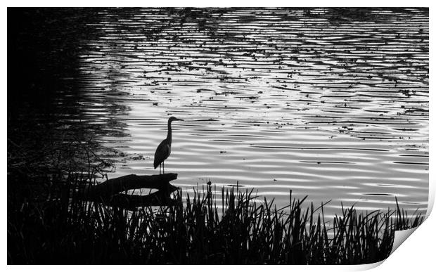 Early Heron Catches the Fish Print by Paddy Art