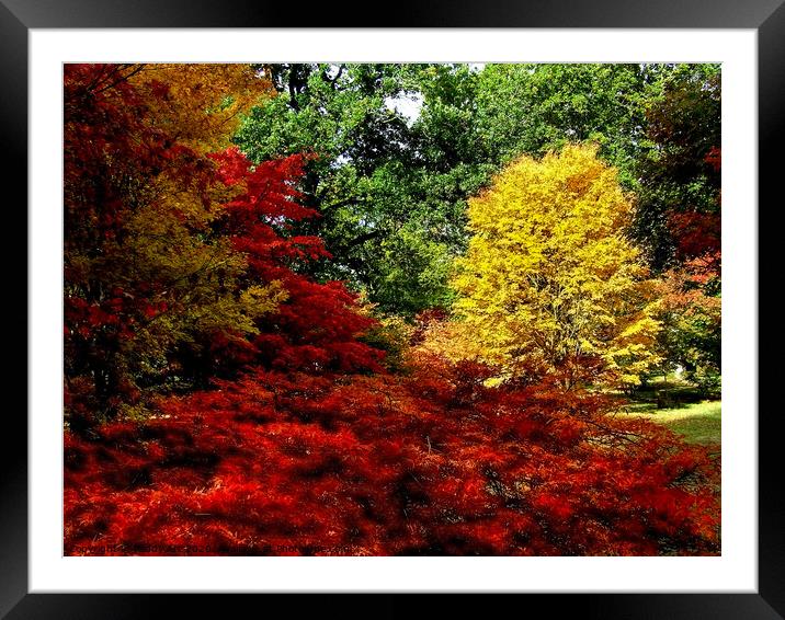 Autumn Acers in Westonbirt Framed Mounted Print by Paddy Art