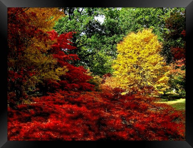 Autumn Acers in Westonbirt Framed Print by Paddy Art